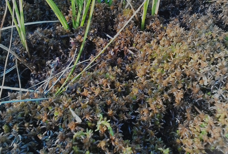 Sphagnum pylaesii